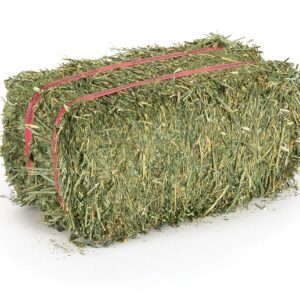 ALFALFA HAY