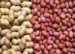 Peanuts